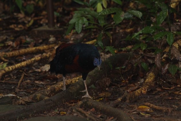 Crested Fireback