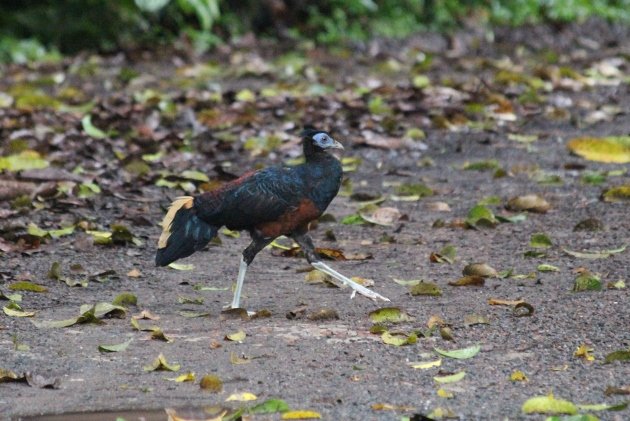 Crested Fireback