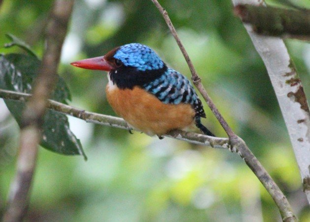 Banded Kingfisher