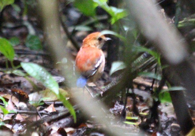 Blue-headed Pitta