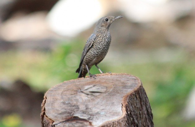 Blue Rock Thrush