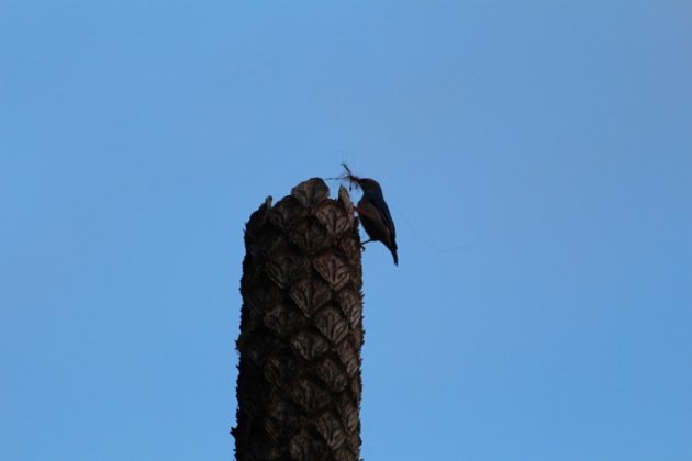 Velvet-fronted Nuthatch