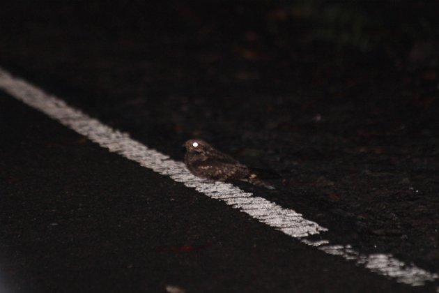 Grey Nightjar