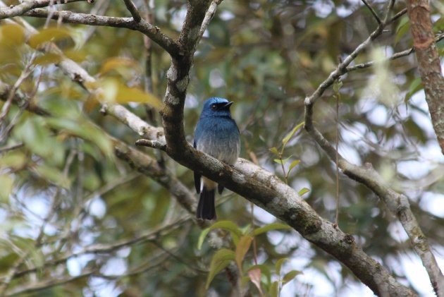 Indigo Flycatcher