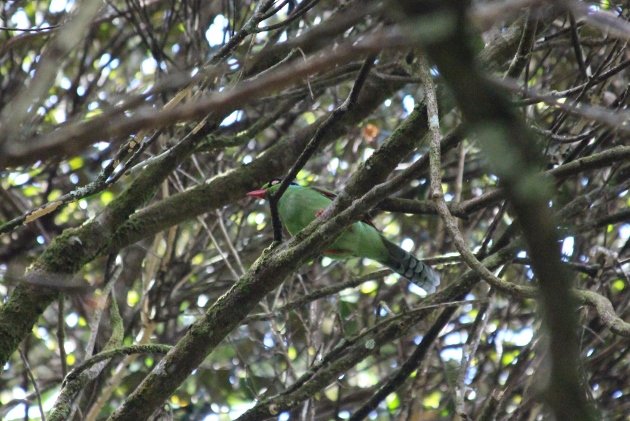 Bornean Green Magpie