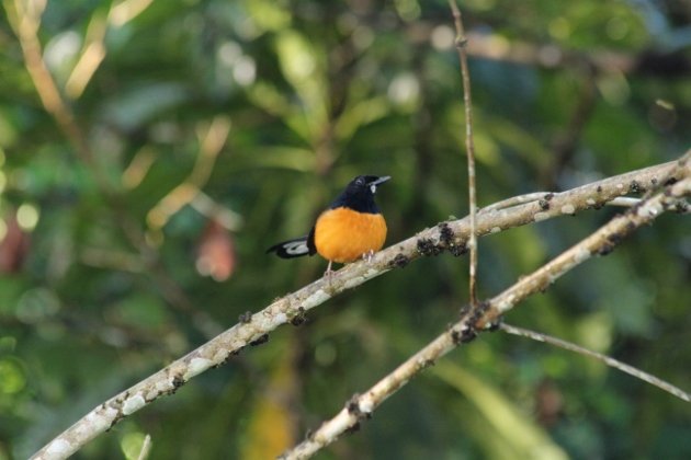 White-crowned Shama distant (630x420)