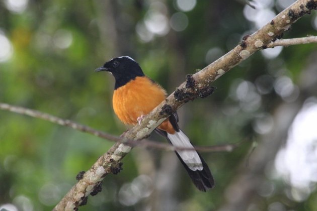 White-crowned Shama (630x420)