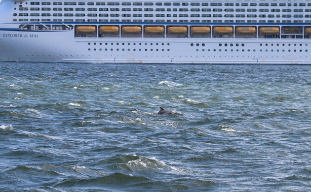 Bottlenose Dolphin with cruise ship