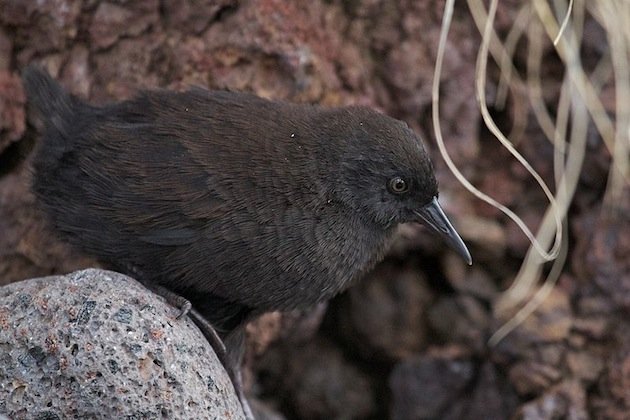 Brian_Gratwicke_Inaccessible_Island_Rail(Atlantisia_rogersi)