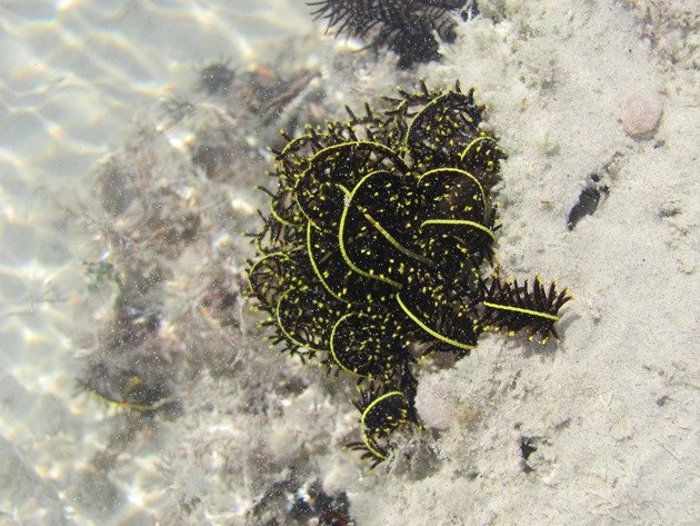 Brittle Star (2)