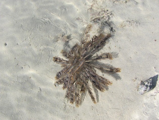 Brittle Star