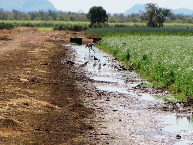 Brolga & Masked Lapwings