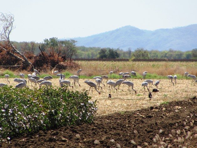 Brolga & Straw-necked Ibis