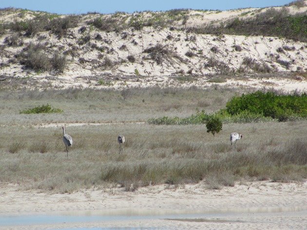 Brolga family