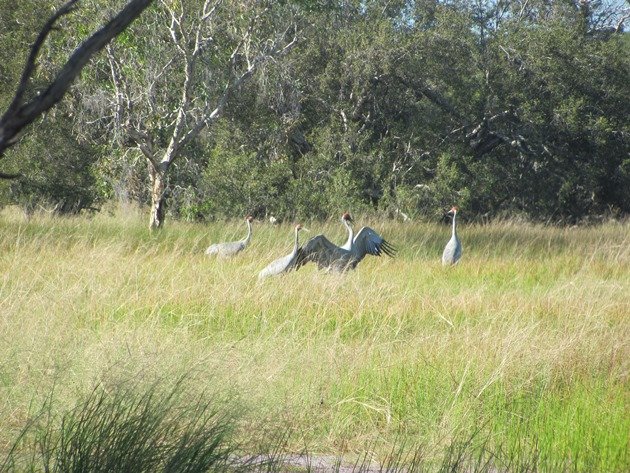 Brolga