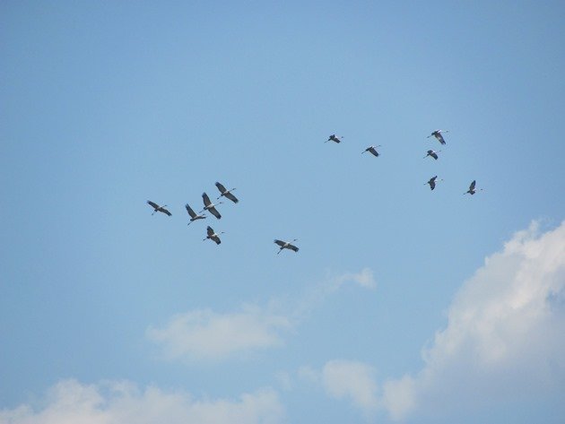 Brolga