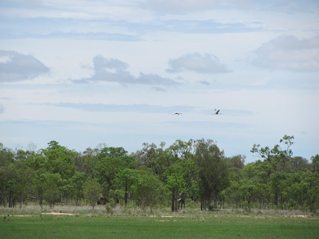 Brolga