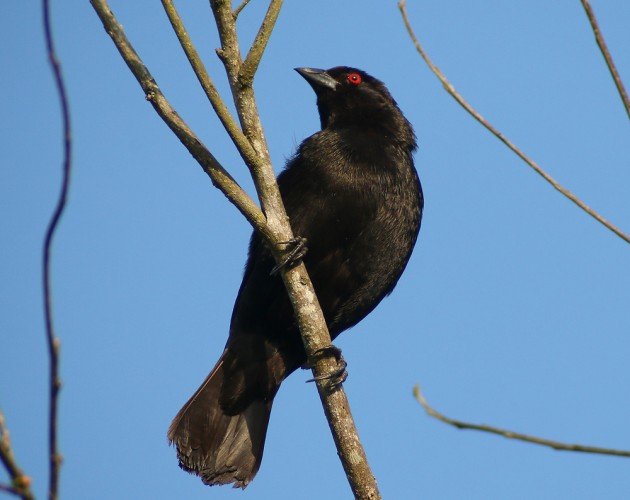 Bronzed Cowbird