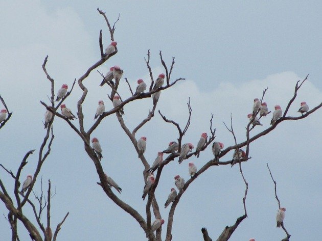 Broome Galahs