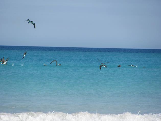 Brown Booby Fight, slow-motion, Stock Video