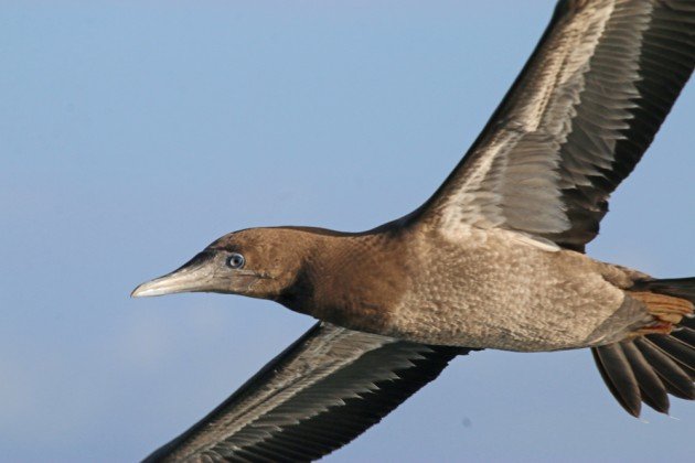 Brown Booby