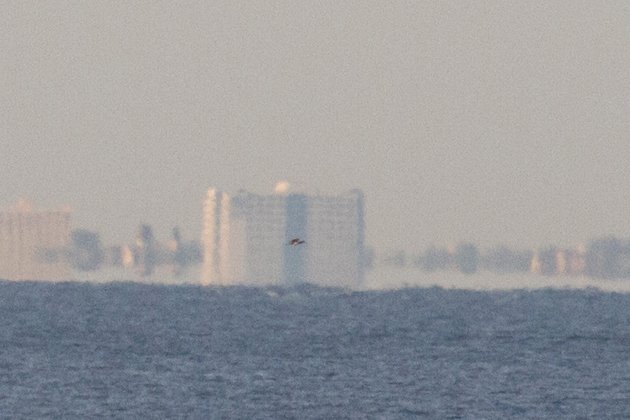 Brown Booby in Queens by Luke Musher