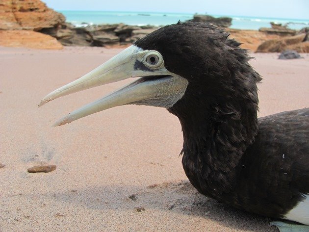 Brown Booby