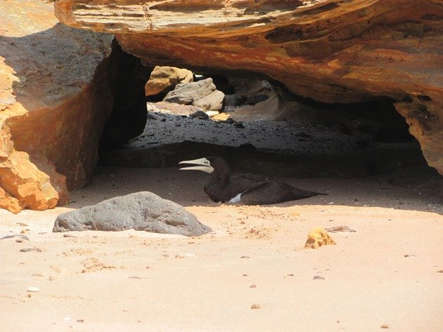 Brown Booby