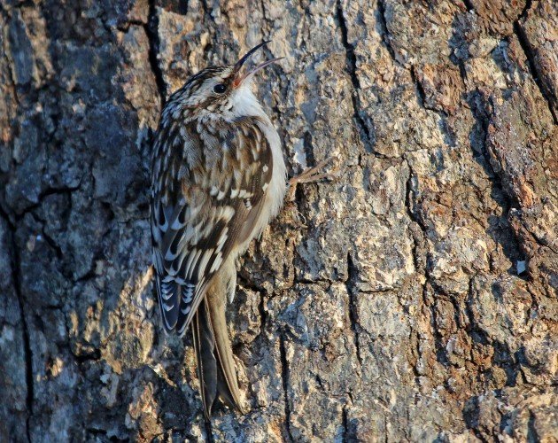 Brown Creeper