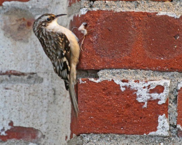 Brown Creeper makes a discovery