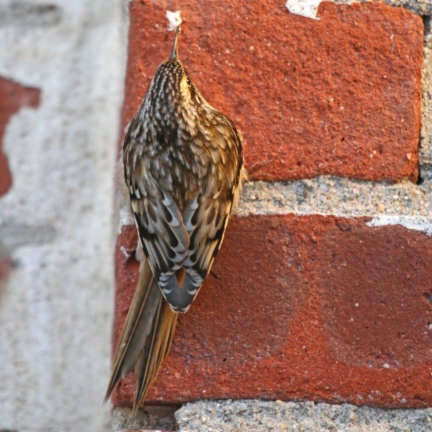 Brown Creeper on wall with silk