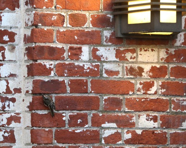 Brown Creeper with light