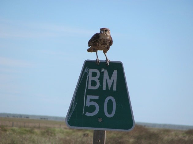 Brown Falcon (2)