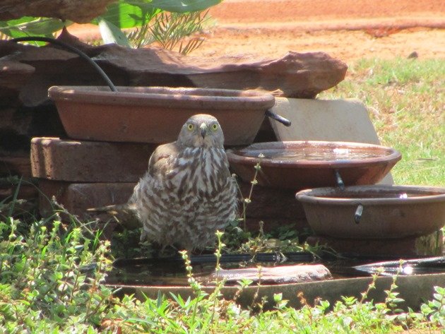 Brown Goshawk cooling off (2)