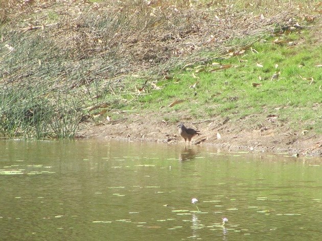 Brown Goshawk