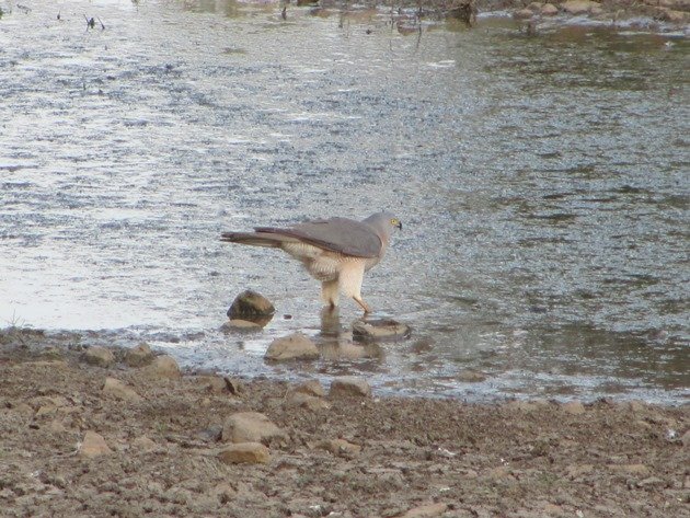 Brown Goshawk