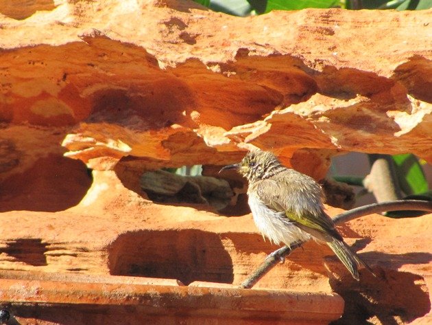 Brown Honeyeater (2)