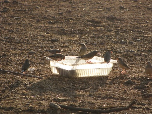 Brown Honeyeater and Zebra Finch