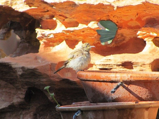 Brown Honeyeater