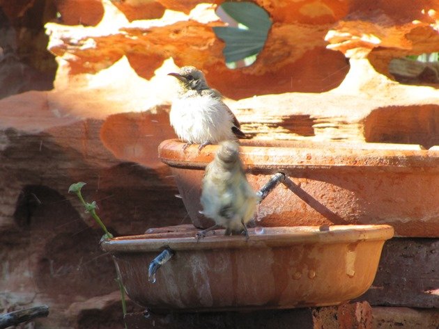 Brown Honeyeaters (3)