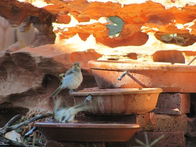 Brown Honeyeaters (4)