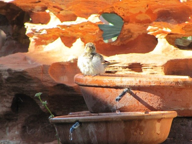 Brown Honeyeaters (5)