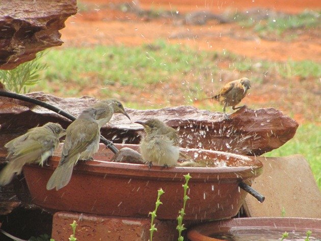 Brown Honeyeaters