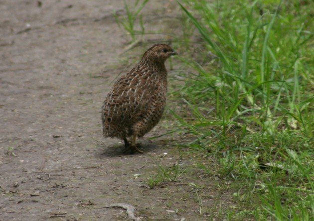 Brown Quail