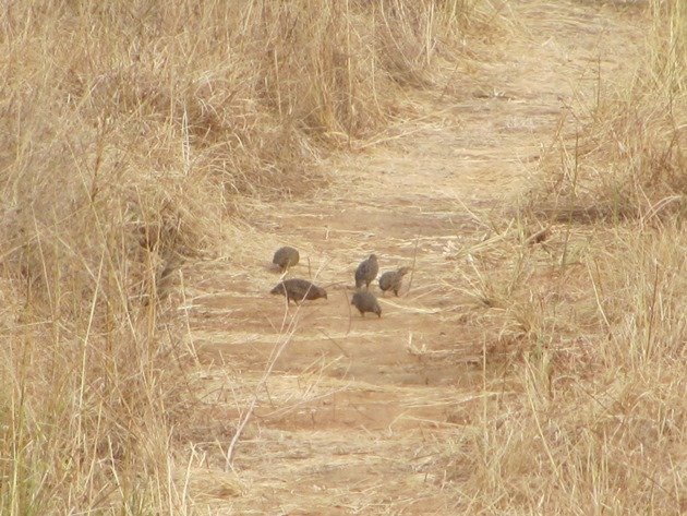 Brown Quail