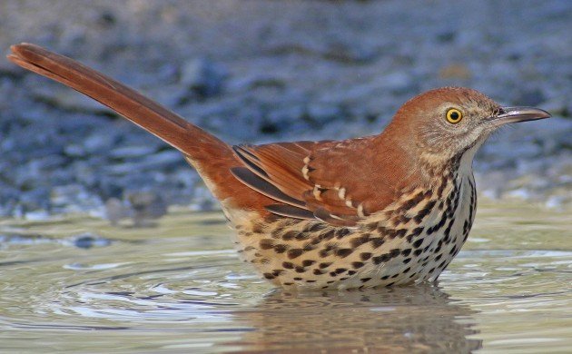 Brown Thrasher bathing