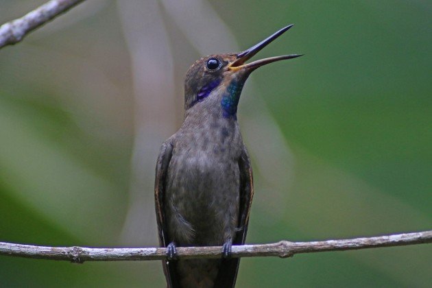 Brown Violetear