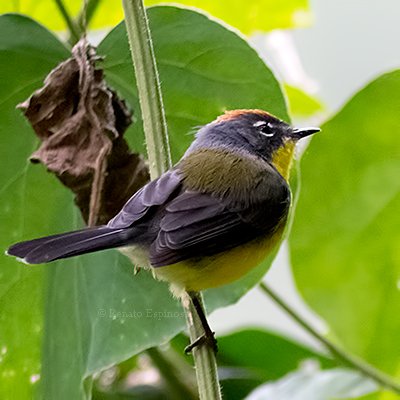 Brown-capped Redstart