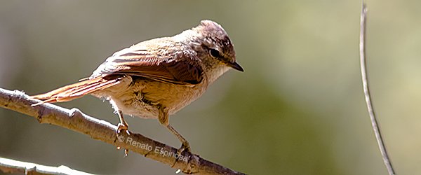 Brown-capped-Tit-Spinetail