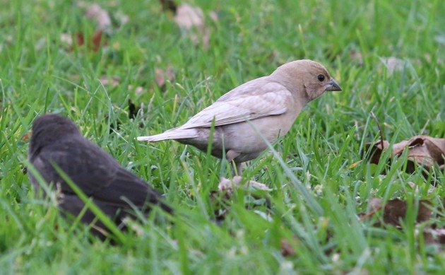 Brown-headed Cowbird leucistic 2